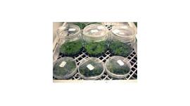 Tissue Culture