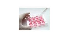 Tissue Culture Plates