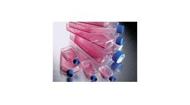 Cell Culture Flasks