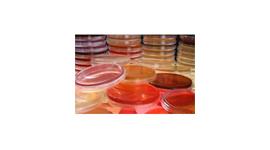 Cell Culture